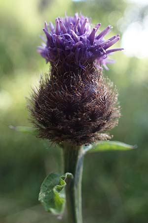 Centaurea nigra subsp. nemoralis / Common Knapweed, D Hunsr&uuml;ck, B&ouml;rfink 18.7.2022