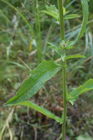 Centaurea nigra subsp. nemoralis / Common Knapweed, D Hunsr&uuml;ck, B&ouml;rfink 18.7.2022