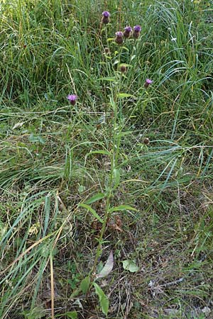 Centaurea nigra subsp. nemoralis / Common Knapweed, D Hunsr&uuml;ck, B&ouml;rfink 18.7.2022