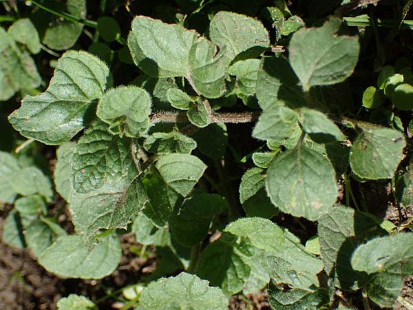 Clinopodium calamintha \ Kleinbl�tige Bergminze / Lesser Calamint, D Weinheim an der Bergstra&szlig;e, Botan. Gar.  Hermannshof 9.10.2022