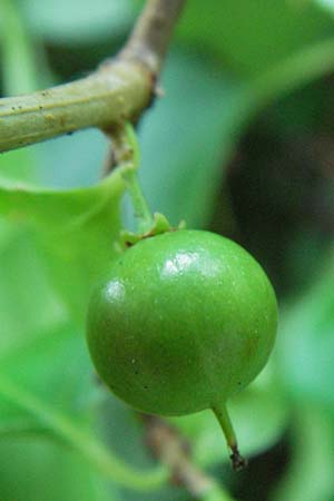 Celastrus orbiculatus \ Rundbl�ttriger Baumw�rger / Staff Vine, D Sandhausen 31.7.2007