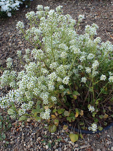 Cochlearia officinalis \ Echtes L�ffelkraut, D Botan. Gar.  Universit.  Heidelberg 21.4.2016