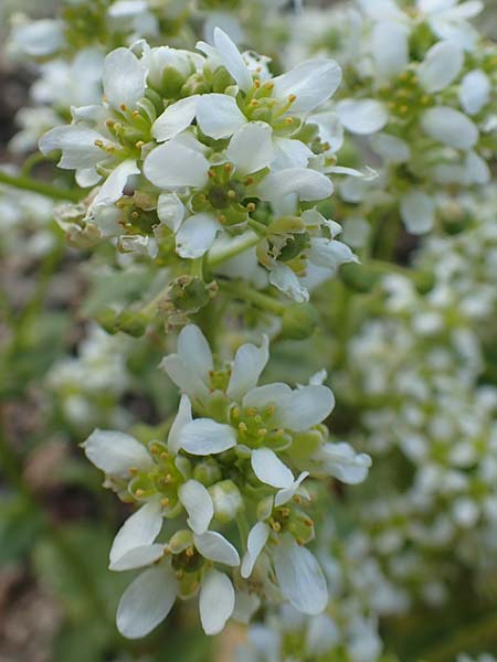 Cochlearia officinalis \ Echtes L�ffelkraut, D Botan. Gar.  Universit.  Heidelberg 21.4.2016
