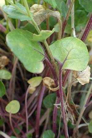 Cochlearia officinalis \ Echtes L�ffelkraut, D Botan. Gar.  Universit.  Heidelberg 21.4.2016
