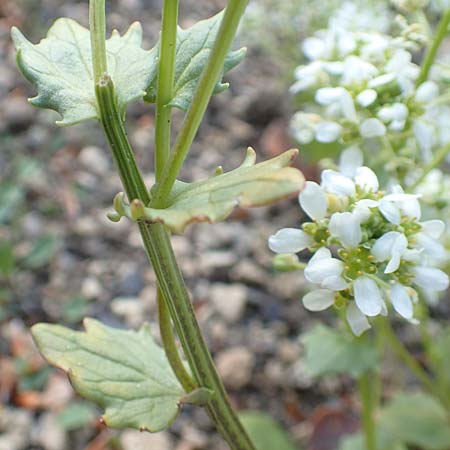 Cochlearia officinalis \ Echtes L�ffelkraut, D Botan. Gar.  Universit.  Heidelberg 21.4.2016