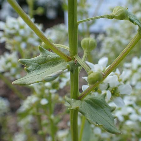 Cochlearia officinalis \ Echtes L�ffelkraut, D Botan. Gar.  Universit.  Heidelberg 21.4.2016