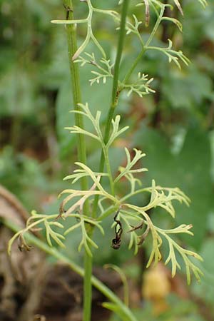 Coriandrum sativum \ Koriander / Coriander Seeds, Cilandro, D M&ouml;mlingen 17.9.2016