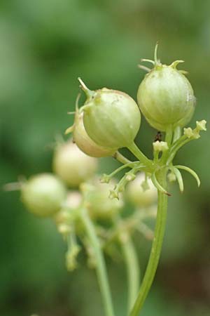 Coriandrum sativum \ Koriander / Coriander Seeds, Cilandro, D M&ouml;mlingen 17.9.2016