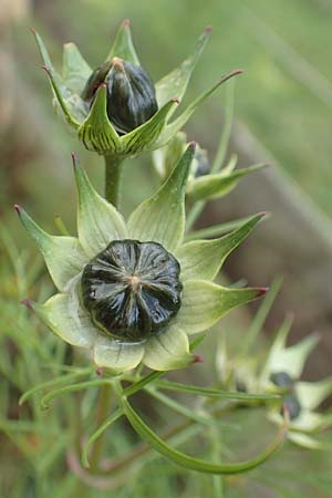 Cosmos bipinnatus \ Schmuckk�rbchen, Fiederbl�ttrige Schmuckblume, D Heidelberg 22.10.2016