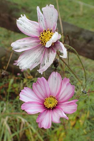 Cosmos bipinnatus \ Schmuckk�rbchen, Fiederbl�ttrige Schmuckblume, D Heidelberg 22.10.2016