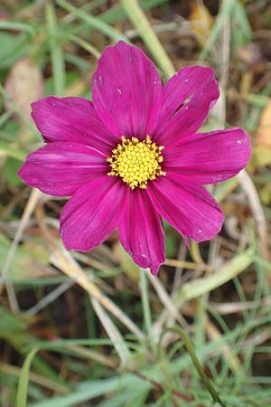Cosmos bipinnatus \ Schmuckk�rbchen, Fiederbl�ttrige Schmuckblume, D Heidelberg 22.10.2016