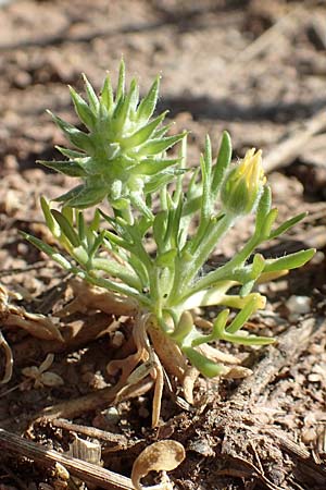 Ceratocephala orthoceras, Geradfrüchtiges Hornköpfchen Ceratocephala orthoceras, Geradfrüchtiges Hornköpfchen