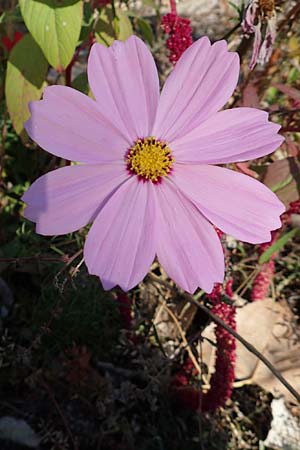 Cosmos bipinnatus \ Schmuckk�rbchen, Fiederbl�ttrige Schmuckblume, D Mannheim 14.10.2018