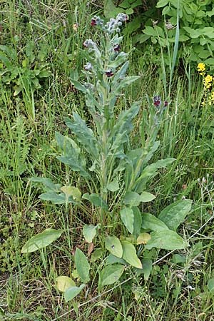 Cynoglossum officinale \ Gew�hnliche Hundszunge / Hound's-Tongue, D Mannheim 5.5.2019