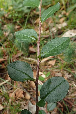 Cotoneaster dielsianus \ Graue Zwergmispel / Chinese Cotoneaster, D Seeheim an der Bergstra&szlig;e 12.6.2019