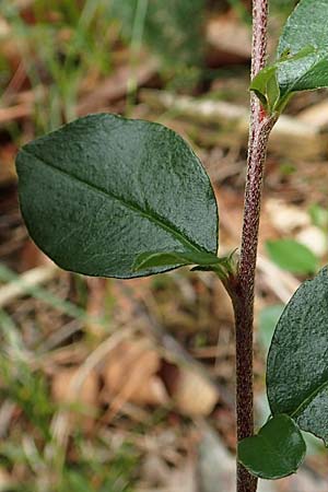 Cotoneaster dielsianus \ Graue Zwergmispel / Chinese Cotoneaster, D Seeheim an der Bergstra&szlig;e 12.6.2019
