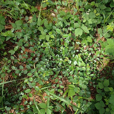 Cotoneaster dielsianus \ Graue Zwergmispel / Chinese Cotoneaster, D Seeheim an der Bergstra&szlig;e 12.6.2019