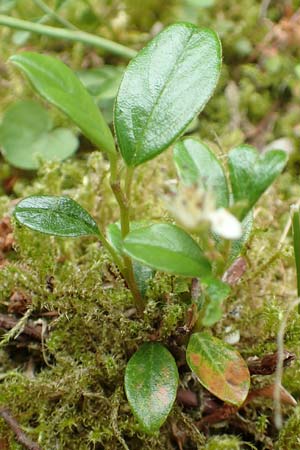 Cotoneaster dammeri \ Teppich-Zwergmispel / Bearberry Cotoneaster, D Aachen 9.6.2020