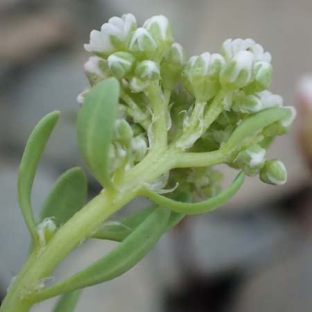 Corrigiola litoralis \ Hirschsprung / Strapwort, D Eifel Rur-See/Rur-Lake 11.9.2020