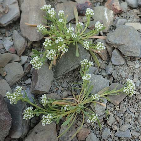 Corrigiola litoralis \ Hirschsprung / Strapwort, D Eifel Rur-See/Rur-Lake 11.9.2020