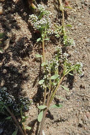 Corrigiola litoralis \ Hirschsprung / Strapwort, D Sachsen-Anhalt, Havelberg 18.9.2020