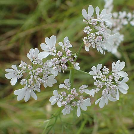 Coriandrum sativum \ Koriander / Coriander Seeds, Cilandro, D Pfalz, Forst 4.6.2021