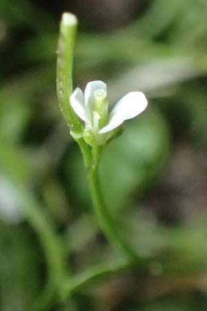 Cardamine occulta \ Japanisches Reisfeld-Schaumkraut, D Mannheim 24.2.2022