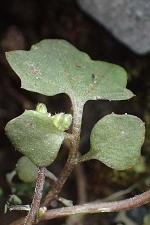 Cardamine occulta \ Japanisches Reisfeld-Schaumkraut, D Mannheim 24.2.2022