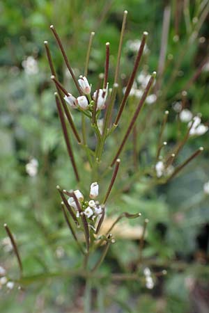 Cardamine occulta \ Japanisches Reisfeld-Schaumkraut, D K&ouml;ln 16.4.2023