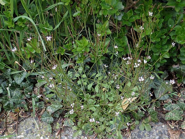 Cardamine occulta \ Japanisches Reisfeld-Schaumkraut, D K&ouml;ln 16.4.2023