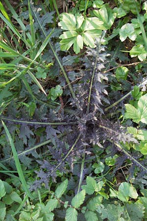 Cirsium palustre / Marsh Thistle, D Odenwald, Oberabtsteinach 16.4.2007