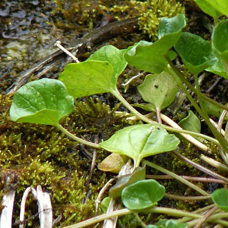 Cochlearia pyrenaica \ Pyren�en-L�ffelkraut, D Almequellen bei Brilon 15.6.2019