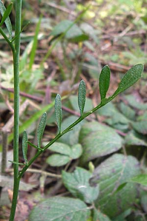 Cardamine pratensis agg. \ Wiesen-Schaumkraut, D Schwarzwald, Kaltenbronn 8.6.2013