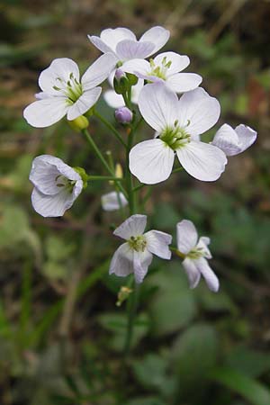 Cardamine pratensis agg. \ Wiesen-Schaumkraut, D Schwarzwald, Kaltenbronn 8.6.2013