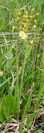 Crepis praemorsa / Leafless Hawk's-Beard, D Grettstadt 1.6.2015