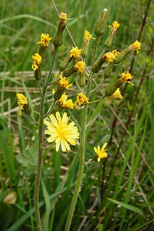 Crepis praemorsa / Leafless Hawk's-Beard, D Grettstadt 1.6.2015