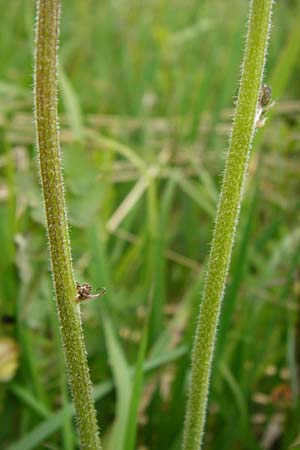 Crepis praemorsa / Leafless Hawk's-Beard, D Grettstadt 1.6.2015