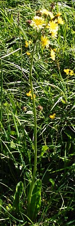 Crepis praemorsa / Leafless Hawk's-Beard, D Hechingen 3.6.2015