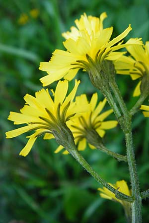 Crepis praemorsa / Leafless Hawk's-Beard, D Hechingen 3.6.2015
