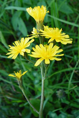 Crepis praemorsa / Leafless Hawk's-Beard, D Hechingen 3.6.2015
