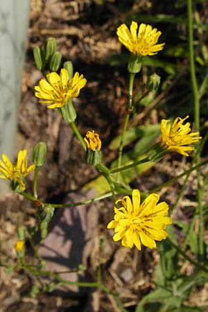 Crepis pulchra / Small-Flowered Hawk's-Beard, D Bad M&uuml;nster am Stein - Niederhausen 6.6.2015