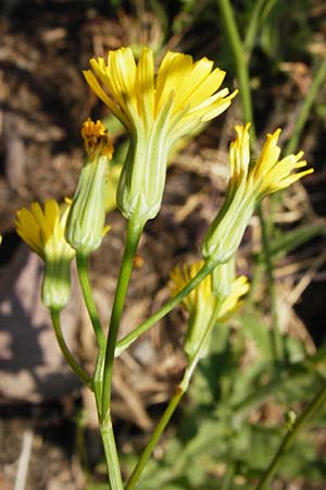 Crepis pulchra / Small-Flowered Hawk's-Beard, D Bad M&uuml;nster am Stein - Niederhausen 6.6.2015