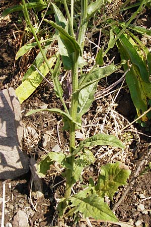 Crepis pulchra / Small-Flowered Hawk's-Beard, D Bad M&uuml;nster am Stein - Niederhausen 6.6.2015