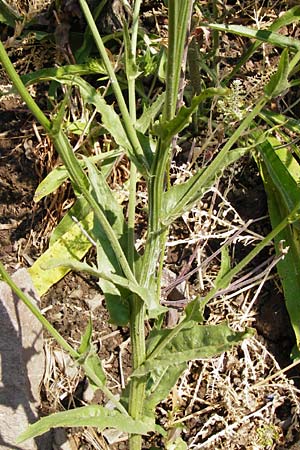 Crepis pulchra / Small-Flowered Hawk's-Beard, D Bad M&uuml;nster am Stein - Niederhausen 6.6.2015