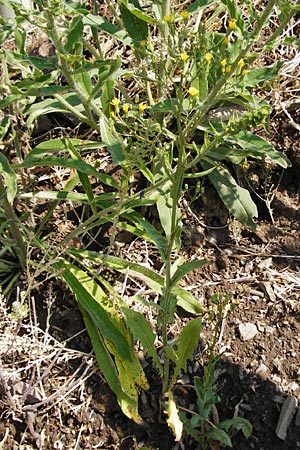 Crepis pulchra / Small-Flowered Hawk's-Beard, D Bad M&uuml;nster am Stein - Niederhausen 6.6.2015