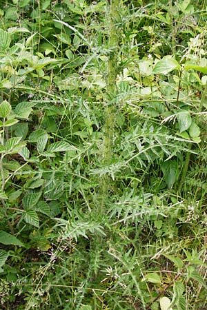 Cirsium palustre / Marsh Thistle, D Odenwald, Lindenfels 16.6.2015