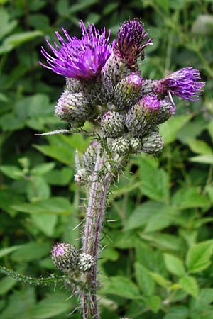 Cirsium palustre / Marsh Thistle, D Odenwald, Lindenfels 16.6.2015