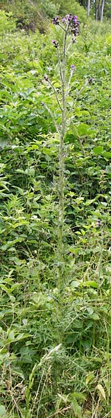 Cirsium palustre / Marsh Thistle, D Odenwald, Lindenfels 16.6.2015
