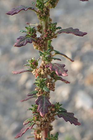 Dysphania pumilio \ Australischer Dr�seng�nsefu� / Clammy Goosefoot, D Mannheim 9.9.2015