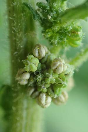 Dysphania pumilio \ Australischer Dr�seng�nsefu� / Clammy Goosefoot, D Mannheim 9.9.2015